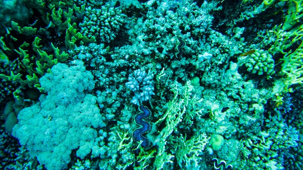 Palourdes bleues géantes en corail en mer rouge