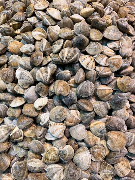 Palourdes de Malaga coquillages tapis sculptés fraîchement récoltés comme affiché dans un marché aux poissons