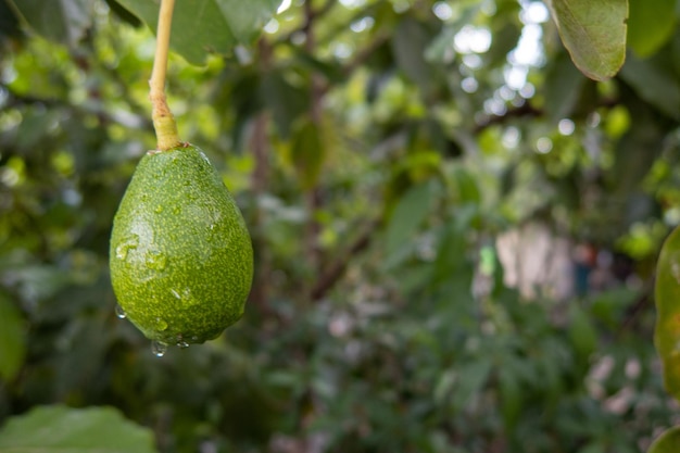 palta cultivant de l'avocat sur l'arbre vert dans la nature