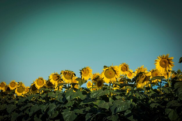 Pampa de tournesol Argentine