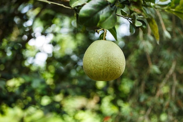 Pamplemousse sur l'arbre dans le jardin