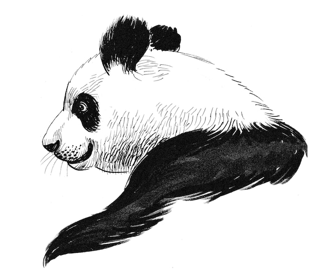 Panda. Dessin noir et blanc à l'encre