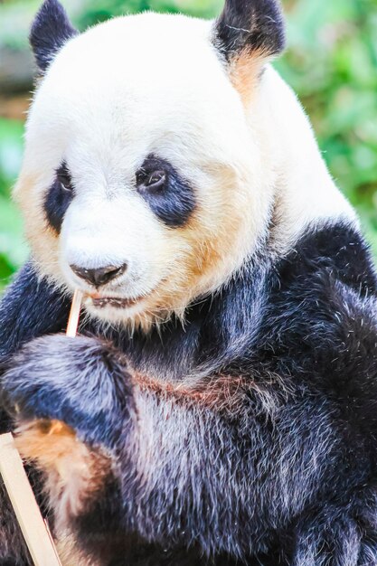 Un panda est vu dans un zoo.