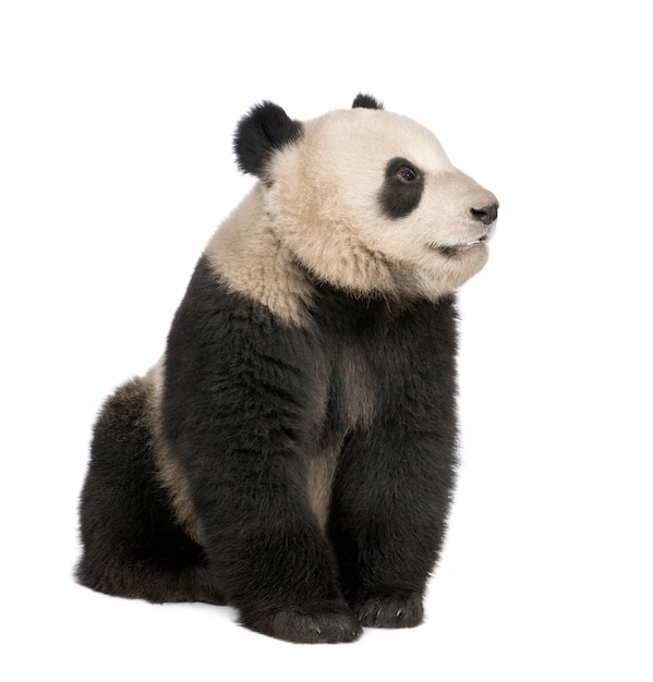 Panda géant, Ailuropoda melanoleuca sur un blanc isolé