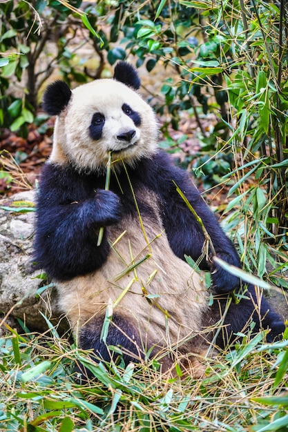 Panda géant mangeant du bambou à ChengduChine