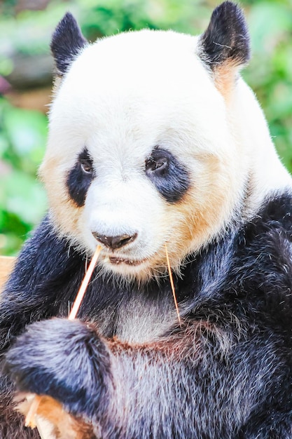 Un panda mange un bâton de bambou.