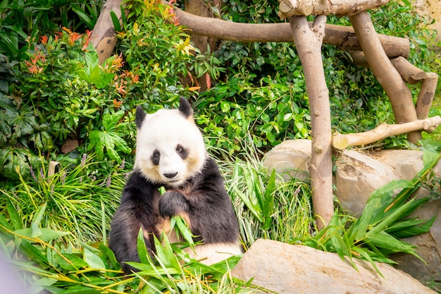 Panda Mange Une Feuille De Bambou Pour Le Déjeuner