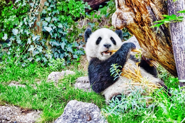 Le panda mignon d'ours mâche activement une pousse de bambou verte.