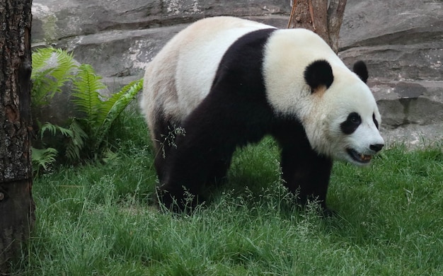 Un panda noir et blanc géant marche sur l'herbe verte.