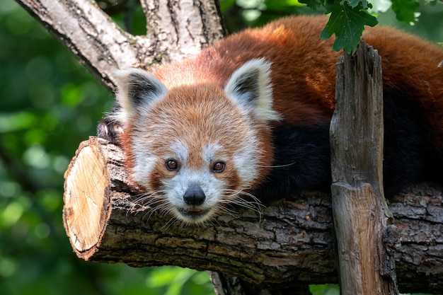 Panda rouge sur l'arbre Ours panda mignon dans l'habitat forestier Ailurus fulgens