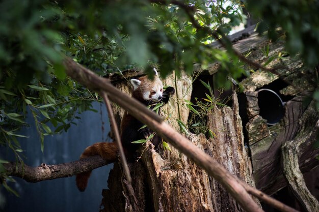 Photo le panda rouge sur une branche au zoo de chester