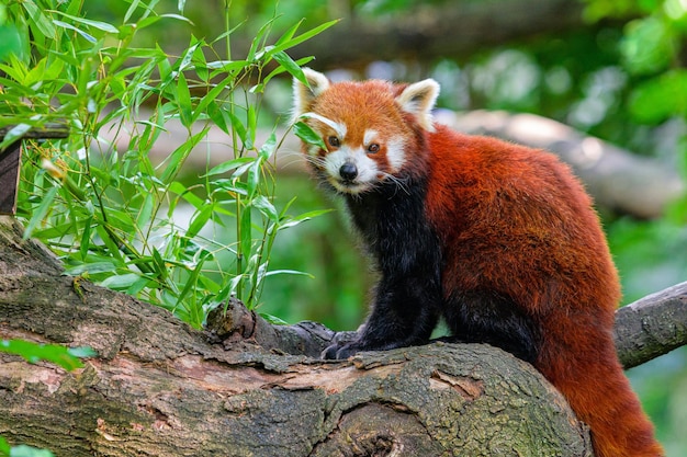 Panda rouge dans la forêt Panda rouge allongé sur l'arbre avec des feuilles vertes dans l'habitat à la recherche de la nature