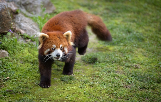 Un panda rouge marche sur la mousse