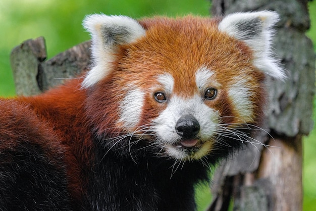 Photo panda rouge regardant la caméra portrait d'un panda rouge ailurus fulgens