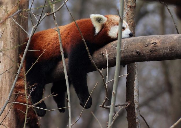 Le panda rouge se repose sur une branche dans la forêt.
