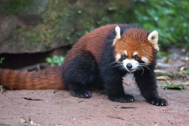 Photo panda rouge