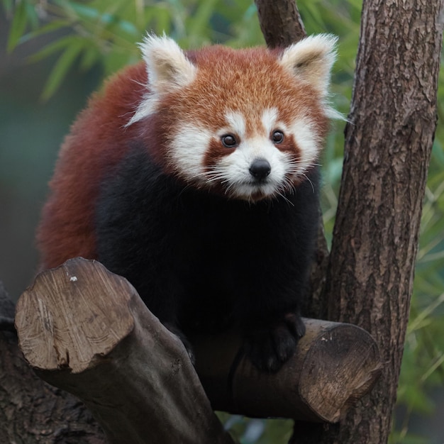 Photo panda rouge