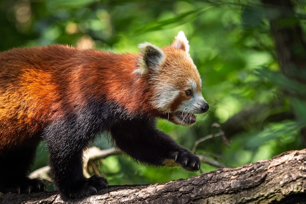 Panda roux Ailurus fulgens sur l'arbre Ours panda mignon dans l'habitat forestier