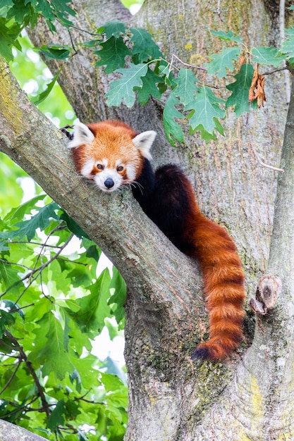 Panda roux - Ailurus Fulgens - portrait. Animal mignon reposant paresseux sur un arbre, utile pour les concepts d'environnement.