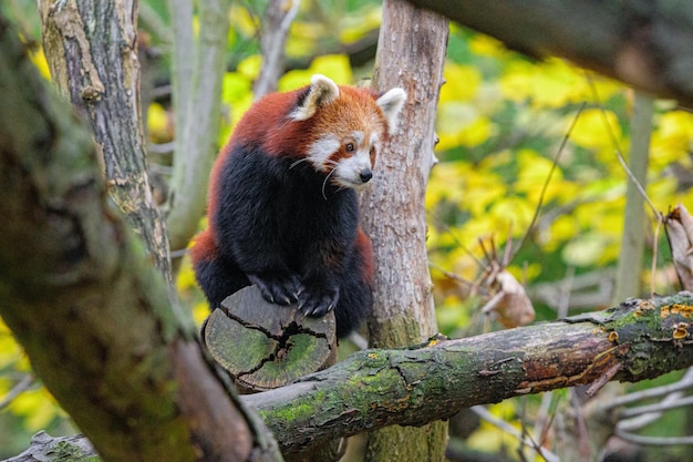 Panda roux sur un arbre par une journée ensoleillée Animal panda roux