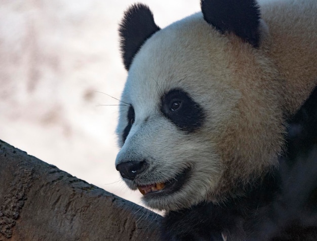 Panda va sur un fond d'herbe verte