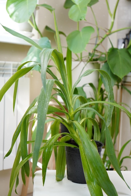 Pandanus est une plante d'intérieur dans un palmier en pot avec un tronc brun court et de longues feuilles