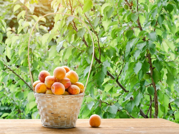 Panier d'abricots dans le jardin sur verdure