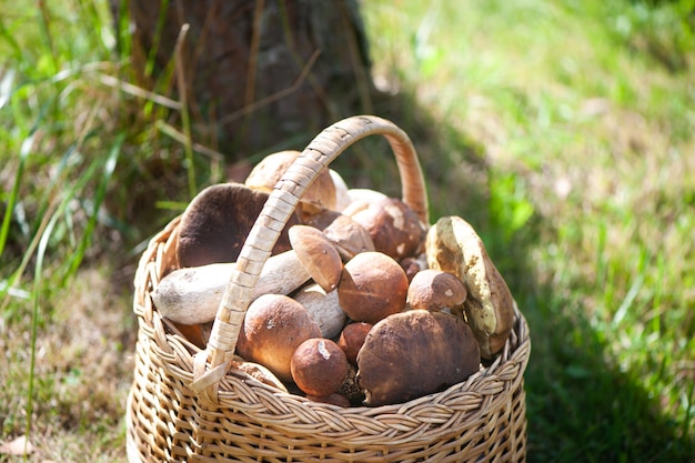 Panier aux cèpes chics sur fond de forêt naturelle