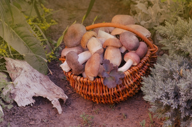 Panier aux champignons. Champignon bio délicieux.