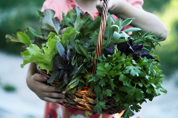 Photo panier aux herbes