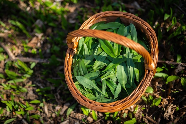 Panier en bois plein de feuilles d'ail d'ours cueillies dans la forêt de printemps au lever du soleil