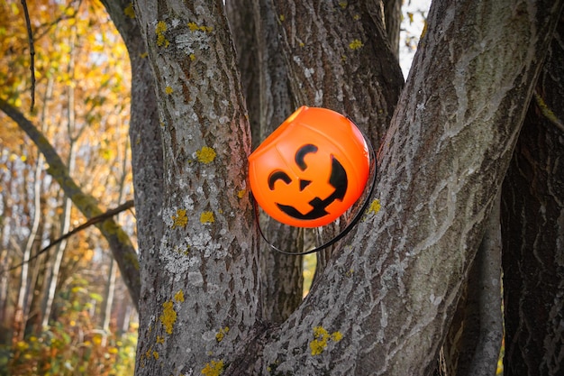 Panier de citrouille d'Halloween entre les troncs des arbres d'automne