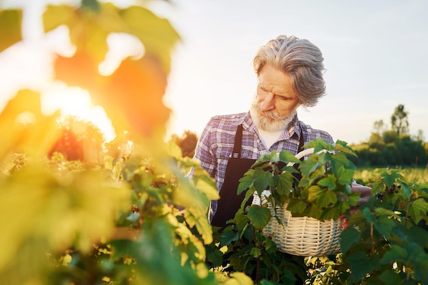 Avec panier dans les mains Senior homme élégant aux cheveux gris et barbe sur le terrain agricole avec récolte