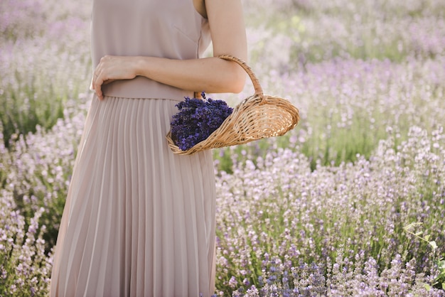 Panier avec des fleurs de lavande dans les mains de la femme