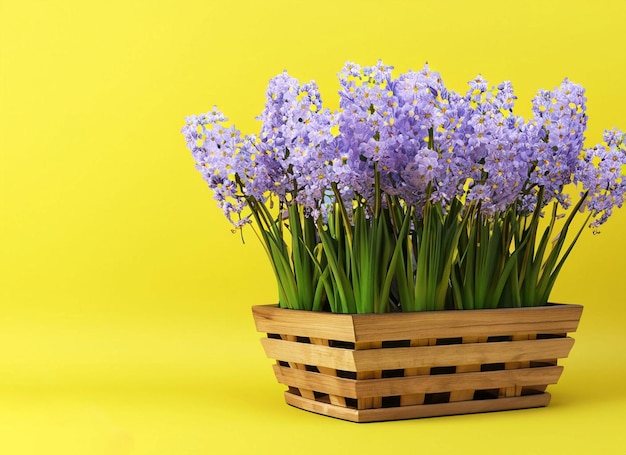 Un panier de fleurs violettes sur fond jaune.