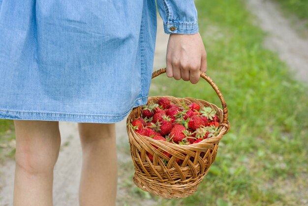 Panier avec des fraises dans la main d&#39;une femme.