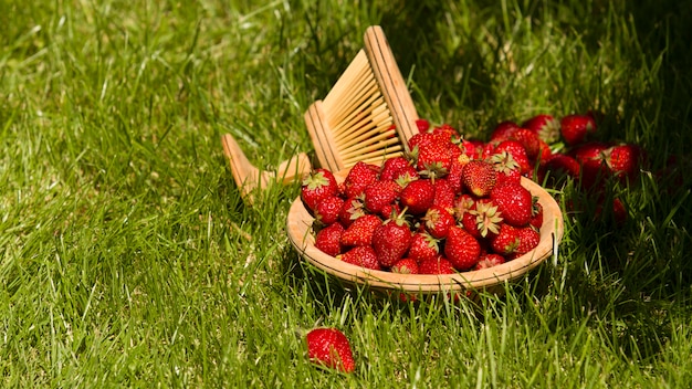 panier avec des fraises de jardin sur l&#39;herbe verte dans le jardin