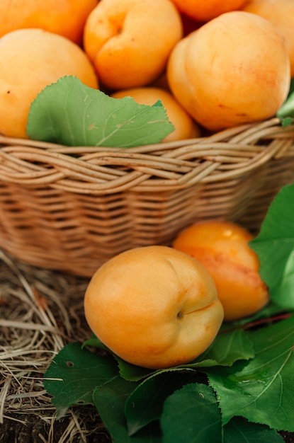 Panier avec de gros abricots mûrs sur un chanvre dans le jardin. Mode de vie rural. Produits naturels auto-cultivés.