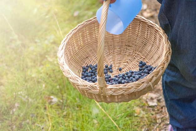 Panier avec gros plan de bleuets Saison de cueillette des baies Recueillir des bleuets dans un panier