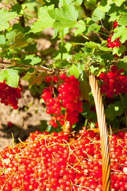 Panier de groseilles rouges dans le jardin