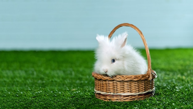 Panier avec un lapin blanc sur l'herbe