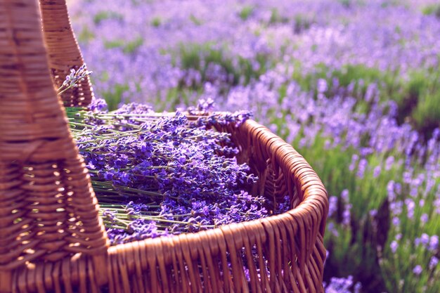 Panier à la lavande dans le champ