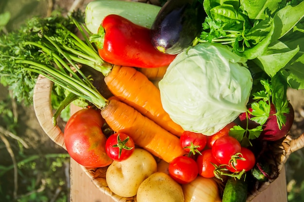 Panier de légumes dans le jardin