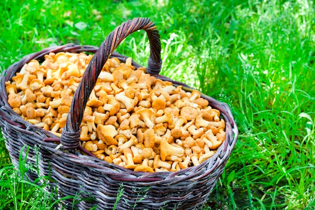 Panier en osier aux girolles de champignons sauvages sur fond d'herbe verte