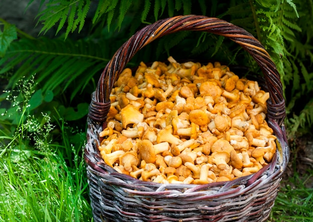 Panier en osier aux girolles de champignons sauvages sur la surface de l'herbe verte et de la fougère