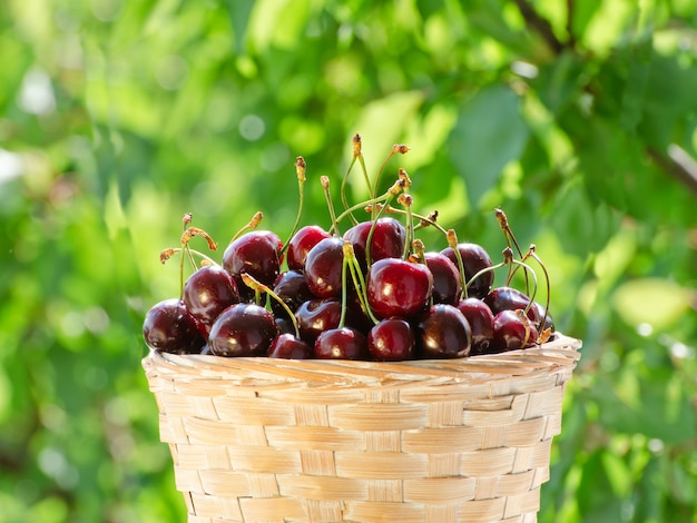 Panier en osier avec des cerises mûres sur de la verdure.