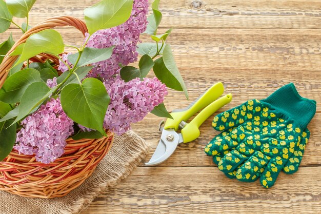 Panier en osier avec fleurs lilas, sécateur et gants de jardin sur planches de bois. Vue de dessus avec espace de copie.