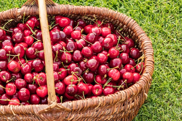 Panier en osier placé sur l'herbe et rempli de belles cerises rouges