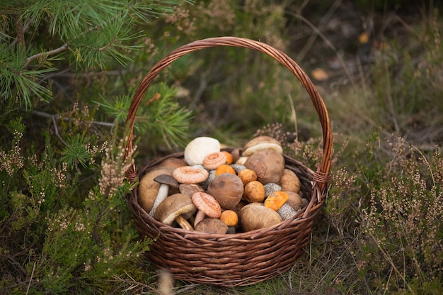 Un panier en osier plein de champignons frais d'automne Lumière naturelle