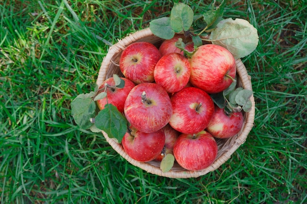 Panier en osier plein de pommes mûres rouges